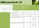 녹차 2페이지