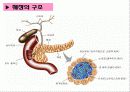 [식품과 건강] 제11장  당뇨 5페이지