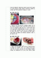 달걀 부화 실험으로 보는 발생과정 연구 Report 9페이지