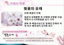 진해 군항제와 군항문화 벚꽃축제의 경제적 효과, 등장배경, 성공 요인, 전략, 특징, 중요성, 지역경제 개발사례, 유래, 현황, 관리, 역할, 전망, 시사점 분석 7페이지