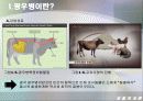 [생물학개론] 광우병관련 mcd (Mad Cow Disease) 10페이지