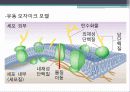 transport process(수송과정) ppt자료 및 대사 3페이지