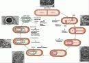 endospore 실험 ppt 자료 6페이지