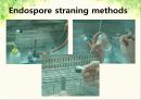 endospore 실험 ppt 자료 8페이지