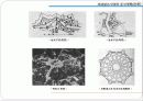 119,도시계획사,서양도시계획사,르네상스시대도시계획,건축부문,르네상스도시계획,이상도시,르네상스의건축,1500 7페이지