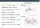 121,크리스토퍼렌,런던계획,크리스토퍼 렌,1500, Sir Christoper Wren & London Plan 6페이지