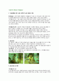 유아기 인지 발달, 전조작기 13페이지