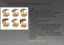 담도폐색증 5페이지