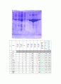 [생화학 실험보고서] Protein over expression in E. coli and purification by affinity chromatography 5페이지