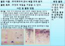 아동 수과학교육 규칙성 패턴 활동 개념 및 활동 계획안 발표 14페이지