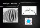 Methyl Cellulose / Tween 20 경쟁 흡착이 Methyl Cellulose 유화액의 안정도 특성에 미치는 영향 3페이지
