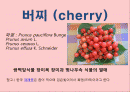 버찌 (cherry) 2페이지