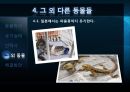 애완동물의 실태  12페이지