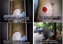 사이버 포르노그라피 42페이지
