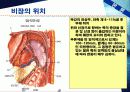 비장파열 (Ruptured spleen) 4페이지