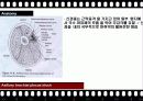 BPB (Brachial Plexus Block) 18페이지