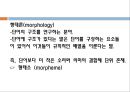 언어의 단어 구조 - 형태론  4페이지