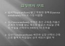 심혈관계__생리[1] 9페이지