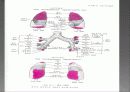 Respiratory 13페이지