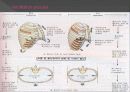 Respiratory 18페이지
