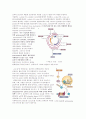 bortezomib 4페이지