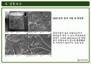 주사전자현미경의 원리 및 구성과 주사전자현미경의 실험결과 47페이지