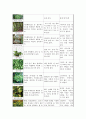 [A+] 기능성식물의 기능, 특징, 배치방법, 관리법  관음죽  네프롤레피스  대나무야자  드라세나  벤자민 고무나무  산세베리아  선인장  스파티필름  인도고무나무 2페이지