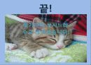 관광학과-우리문화의 이해(명절) 22페이지