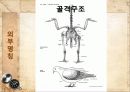 관상조 (관상조, 외부명칭, 호흡기 및 소화기, 사육의 준비).ppt 11페이지