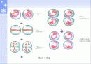 생물수업자료 28페이지