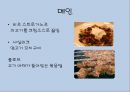 [A+] 러시아에 대한 조사보고서 (문화,음식,주류,음료,식사,축제,숙박,교통,주요관광지).ppt 16페이지