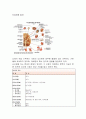 신경학적 사정 2페이지