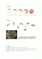 [일반생물학 및 실험 2] LB배지 만들기 및 colony dilution 5페이지