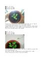 [식물 분자 생리학 및 실험] Arabidopsis 일생관찰 & 조직배양을 이용한 식물의 일생관찰 보고서 3페이지