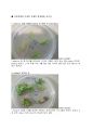 [식물 분자 생리학 및 실험] Arabidopsis 일생관찰 & 조직배양을 이용한 식물의 일생관찰 보고서 6페이지