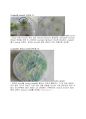 [식물 분자 생리학 및 실험] Arabidopsis 일생관찰 & 조직배양을 이용한 식물의 일생관찰 보고서 7페이지