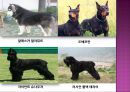 (요약정리) 개의 분류와 특징 4페이지