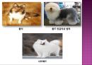 (요약정리) 개의 분류와 특징 16페이지