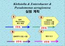 연구 계획서 - 미생물 실험 (Klebsiella  /  Enterobacter & Pseudomonas aeruginosa).PPT자료 4페이지