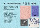 연구 계획서 - 미생물 실험 (Klebsiella  /  Enterobacter & Pseudomonas aeruginosa).PPT자료 7페이지