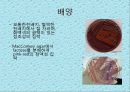 연구 계획서 - 미생물 실험 (Klebsiella  /  Enterobacter & Pseudomonas aeruginosa).PPT자료 10페이지