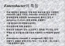 연구 계획서 - 미생물 실험 (Klebsiella  /  Enterobacter & Pseudomonas aeruginosa).PPT자료 11페이지