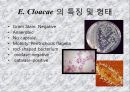 연구 계획서 - 미생물 실험 (Klebsiella  /  Enterobacter & Pseudomonas aeruginosa).PPT자료 12페이지