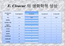 연구 계획서 - 미생물 실험 (Klebsiella  /  Enterobacter & Pseudomonas aeruginosa).PPT자료 13페이지