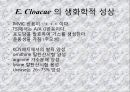 연구 계획서 - 미생물 실험 (Klebsiella  /  Enterobacter & Pseudomonas aeruginosa).PPT자료 14페이지