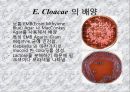 연구 계획서 - 미생물 실험 (Klebsiella  /  Enterobacter & Pseudomonas aeruginosa).PPT자료 15페이지