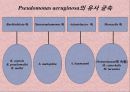 연구 계획서 - 미생물 실험 (Klebsiella  /  Enterobacter & Pseudomonas aeruginosa).PPT자료 17페이지