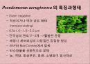 연구 계획서 - 미생물 실험 (Klebsiella  /  Enterobacter & Pseudomonas aeruginosa).PPT자료 19페이지