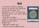 연구 계획서 - 미생물 실험 (Klebsiella  /  Enterobacter & Pseudomonas aeruginosa).PPT자료 22페이지