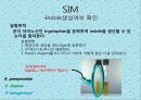 연구 계획서 - 미생물 실험 (Klebsiella  /  Enterobacter & Pseudomonas aeruginosa).PPT자료 24페이지